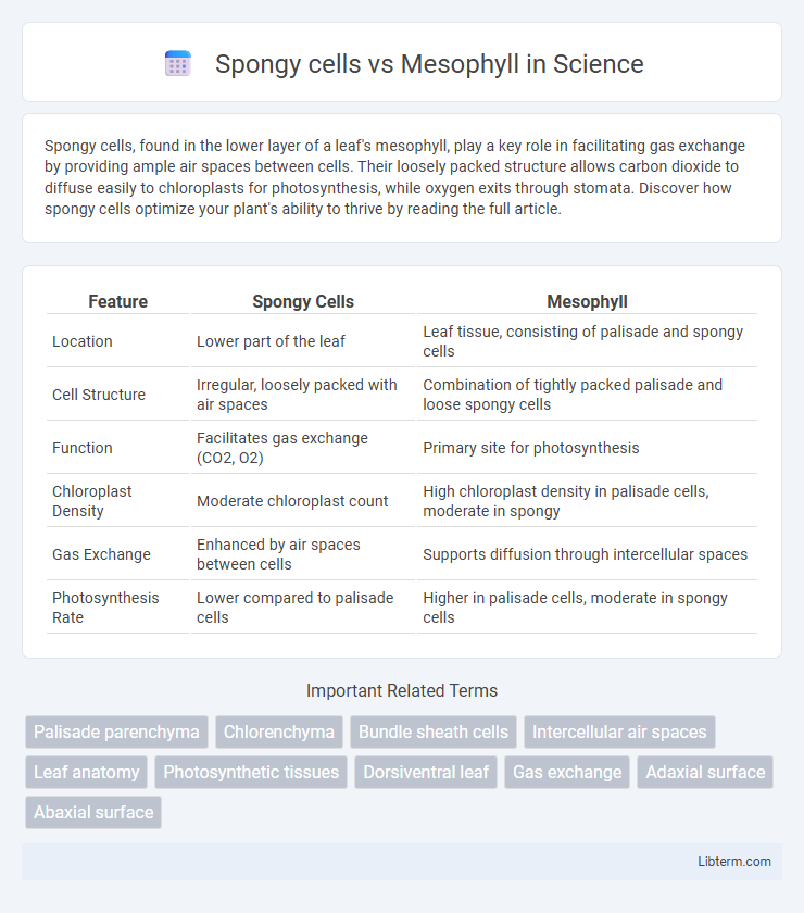 Mesophyll vs Spongy cells in Science - What is The Difference?