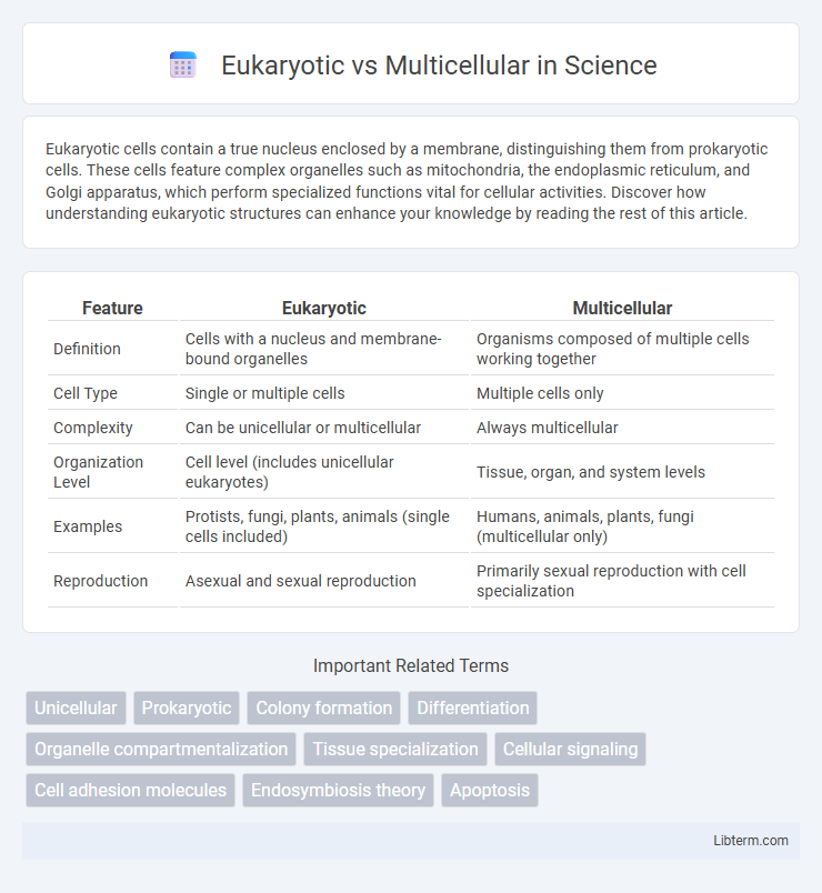 Multicellular vs Eukaryotic in Science - What is The Difference?