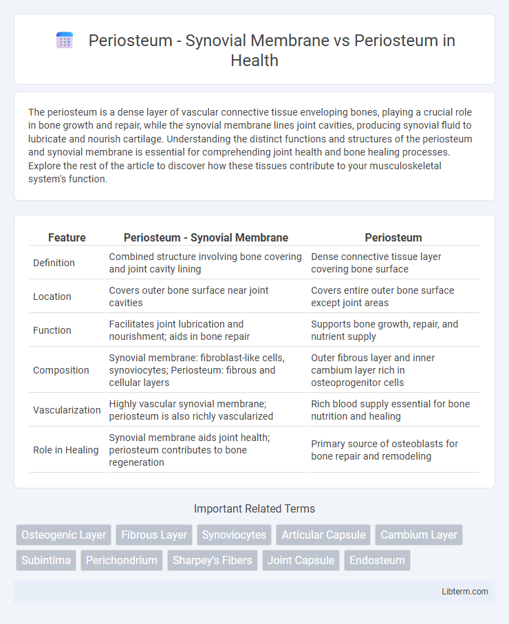 Periosteum vs Periosteum - Synovial Membrane in Health - What is The Difference?