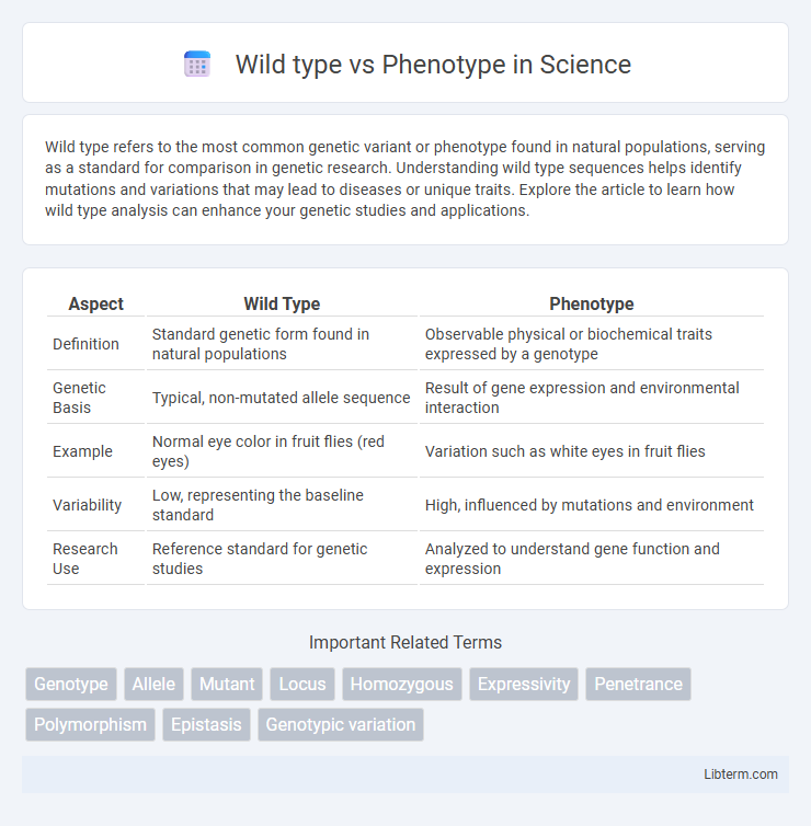 Phenotype vs Wild type in Science - What is The Difference?