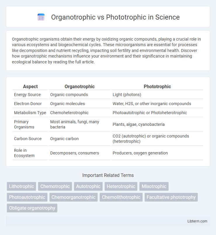 Phototrophic vs Organotrophic in Science - What is The Difference?