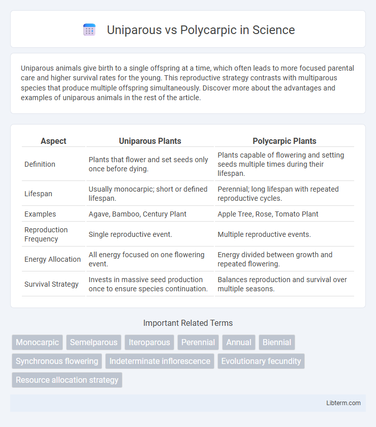 Polycarpic vs Uniparous in Science - What is The Difference?