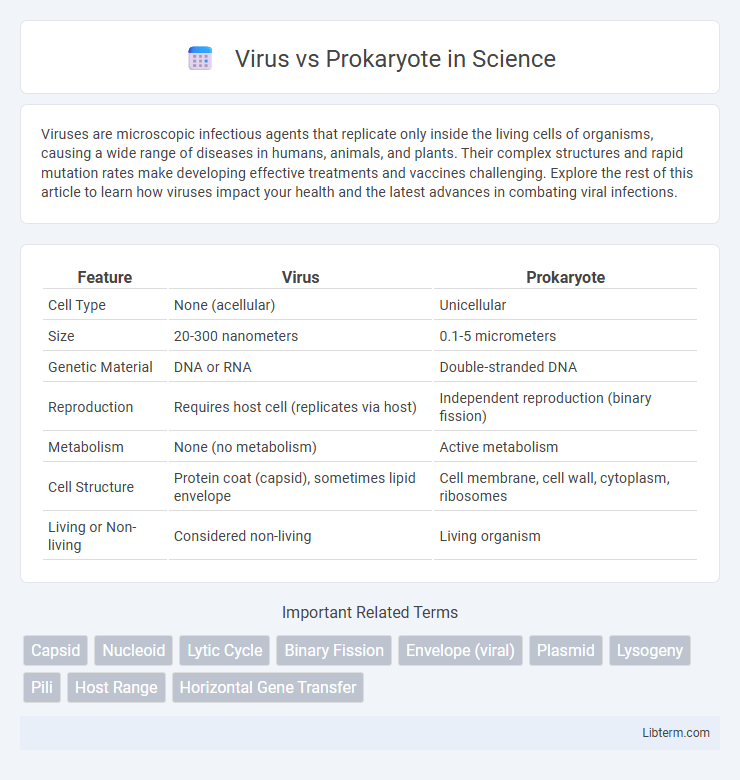 Prokaryote vs Virus in Science - What is The Difference?
