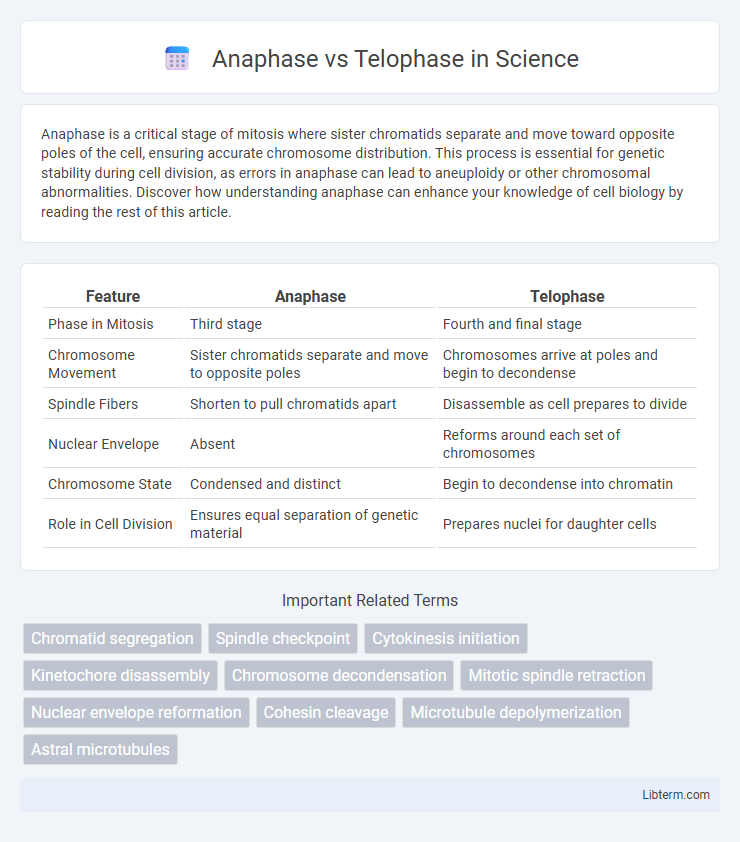 Telophase vs Anaphase in Science - What is The Difference?