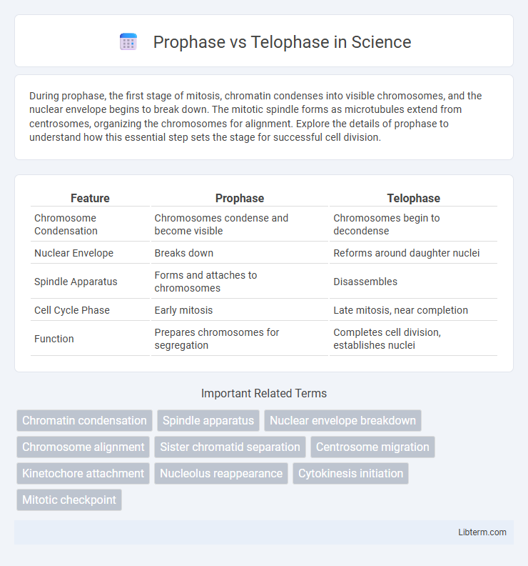 Telophase vs Prophase in Science - What is The Difference?