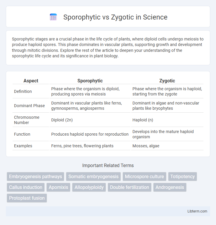 Zygotic vs Sporophytic in Science - What is The Difference?
